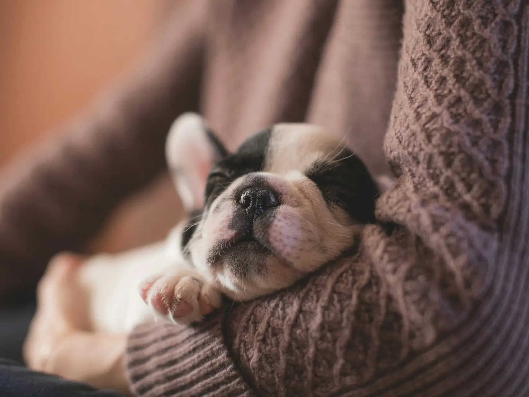 Chiot bouledogue endormi dodo mignon noir et blanc calin bras