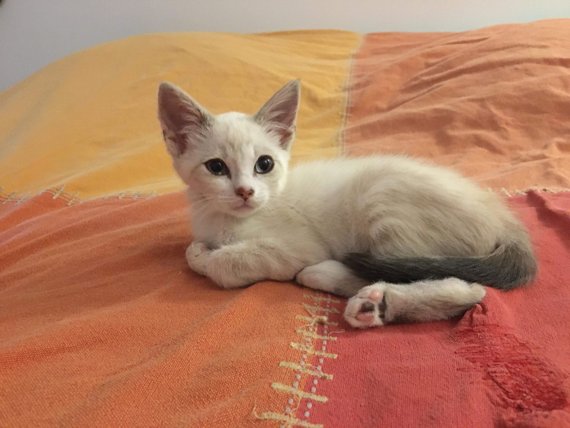 chat, chaton, bébé chat