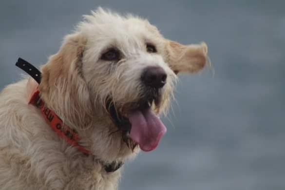 chien blanc poils courts