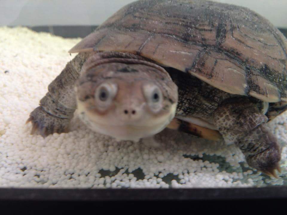 tortue NAC pelomedusa tortue NAC pelomedusa