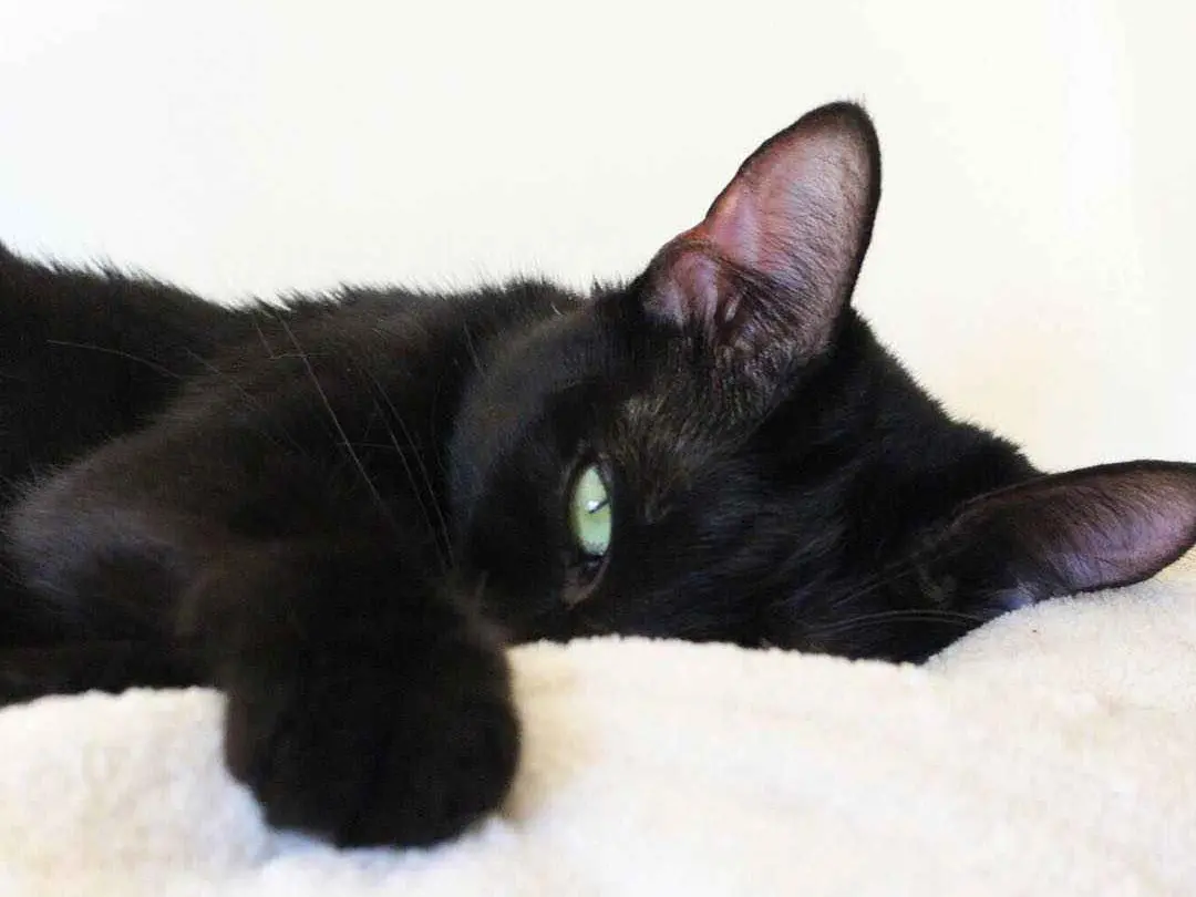 Chat Noir caché endormi mignon